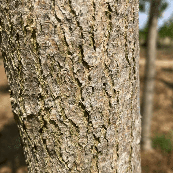 STYPHNOLOBIUM japonicum 'Regent' – Image 3