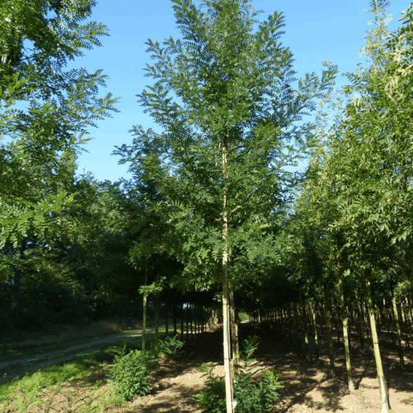 STYPHNOLOBIUM japonicum 'Regent' – Image 5