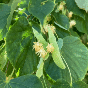 TILIA cordata