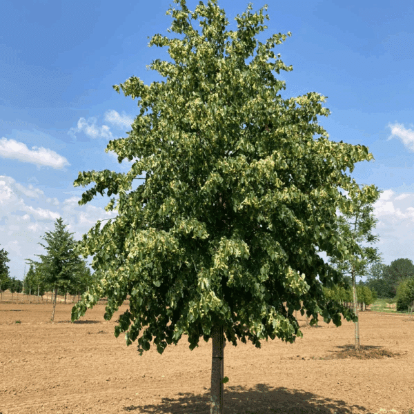 TILIA cordata – Image 2