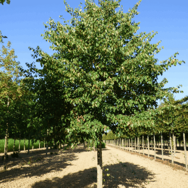 TILIA cordata – Image 6