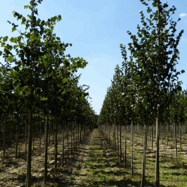 TILIA cordata – Image 3