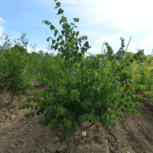 TILIA cordata – Image 7