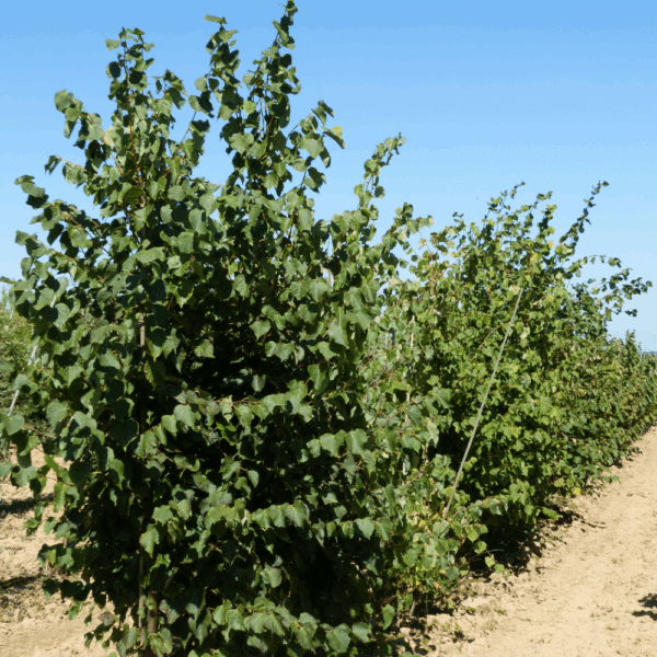 TILIA cordata – Image 5