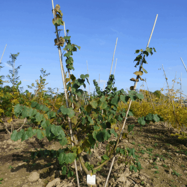 TILIA cordata – Image 4