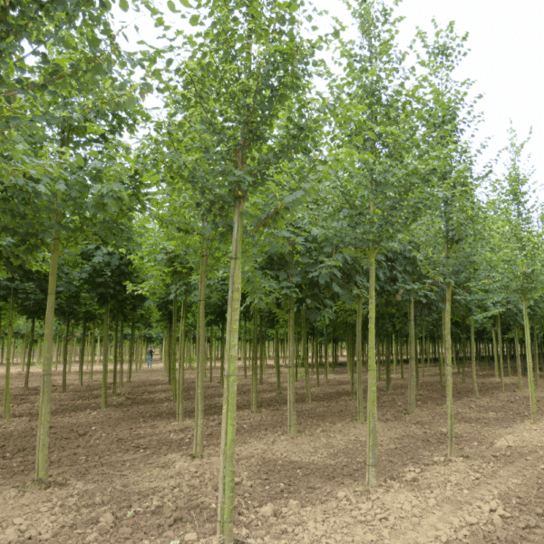 TILIA cordata 'Böhlje' – Image 4