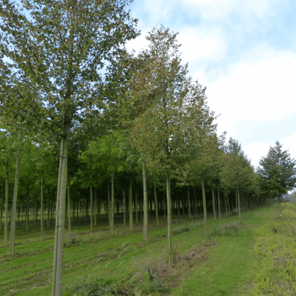 TILIA cordata 'Böhlje' – Image 2