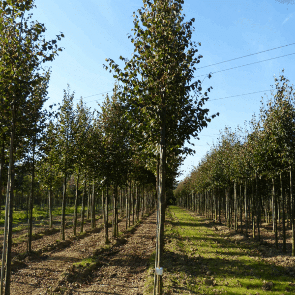 TILIA cordata 'Böhlje' – Image 8