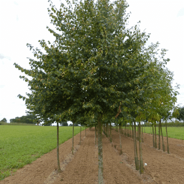 TILIA cordata 'Böhlje' – Image 7