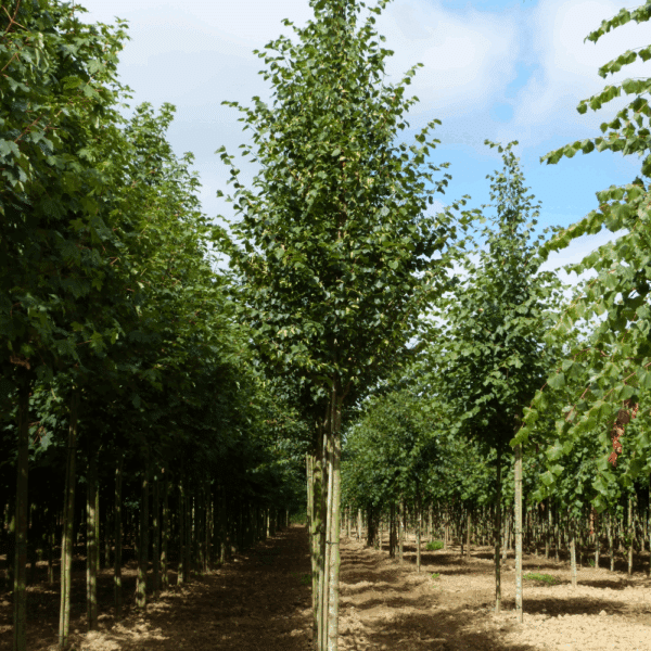 TILIA cordata 'Böhlje' – Image 6