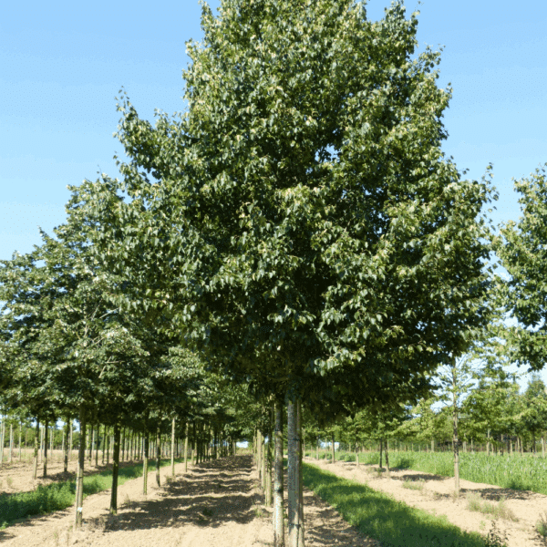 TILIA cordata 'Dombrie' – Image 2