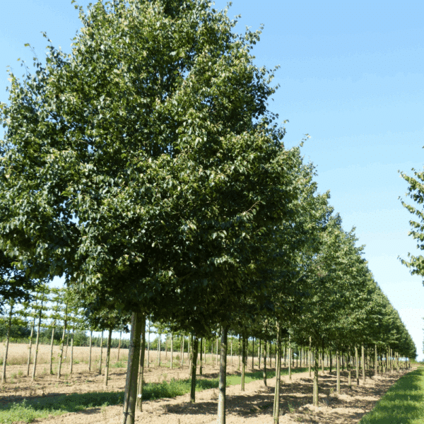 TILIA cordata 'Dombrie' – Image 3