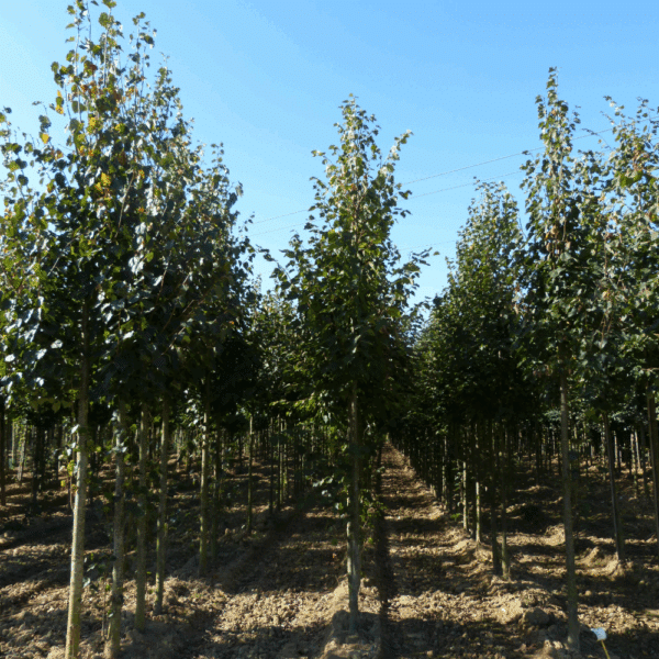 TILIA cordata 'Dombrie' – Image 4