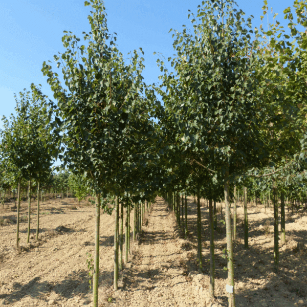 TILIA cordata 'Dombrie' – Image 5