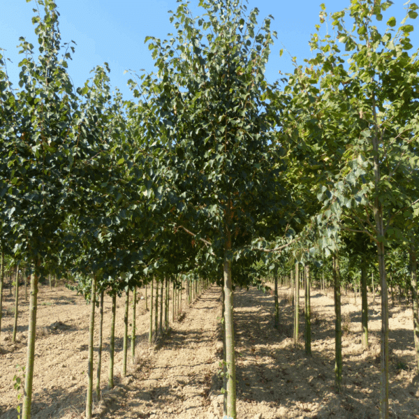 TILIA cordata 'Dombrie' – Image 7