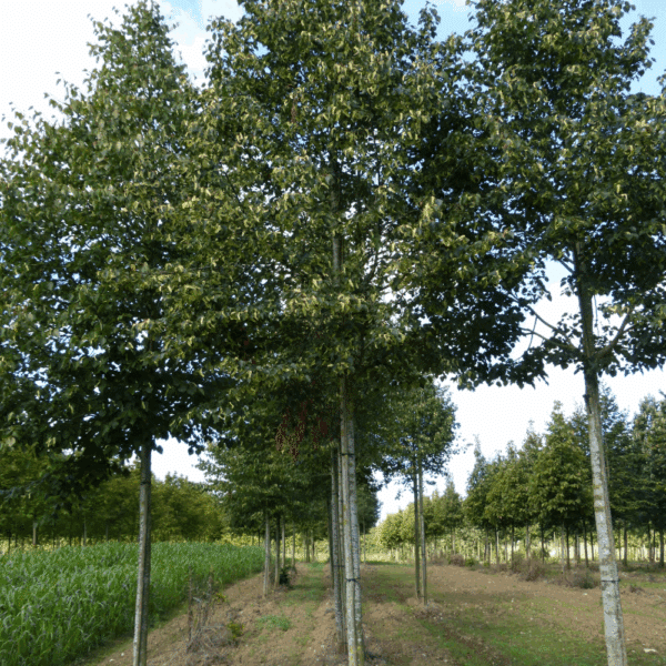 TILIA cordata 'Dombrie' – Image 6