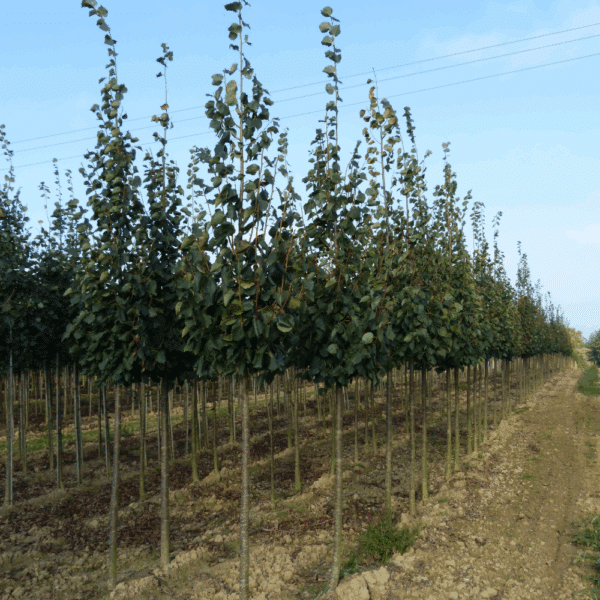 TILIA cordata 'Greenspire' – Image 9