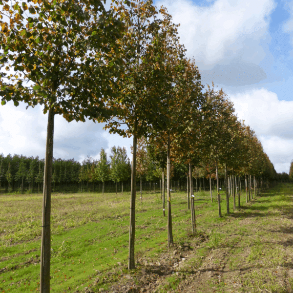 TILIA cordata 'Greenspire' – Image 4