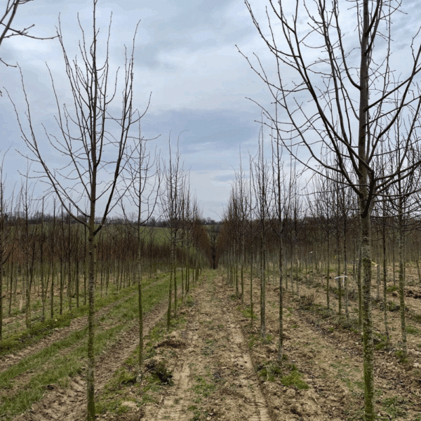 TILIA cordata 'Greenspire' – Image 8