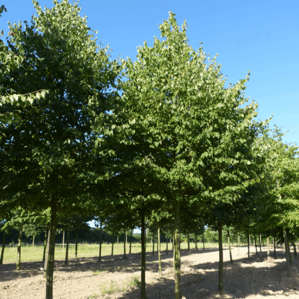 TILIA cordata 'Greenspire' – Image 7