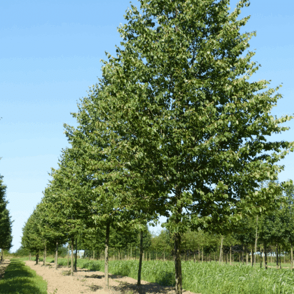 TILIA cordata 'Greenspire' – Image 6