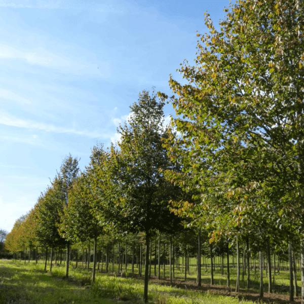 TILIA cordata 'Greenspire' – Image 2