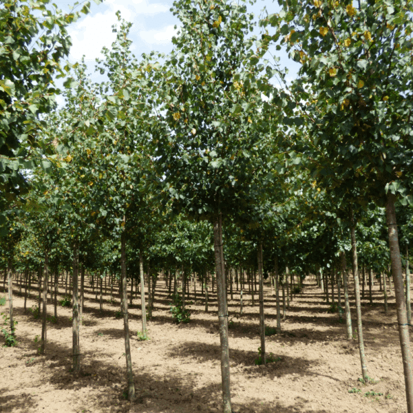 TILIA cordata 'Greenspire' – Image 5