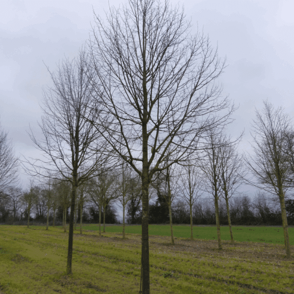 TILIA cordata 'Greenspire' – Image 10