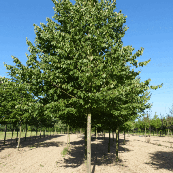 TILIA cordata 'Greenspire' – Image 3