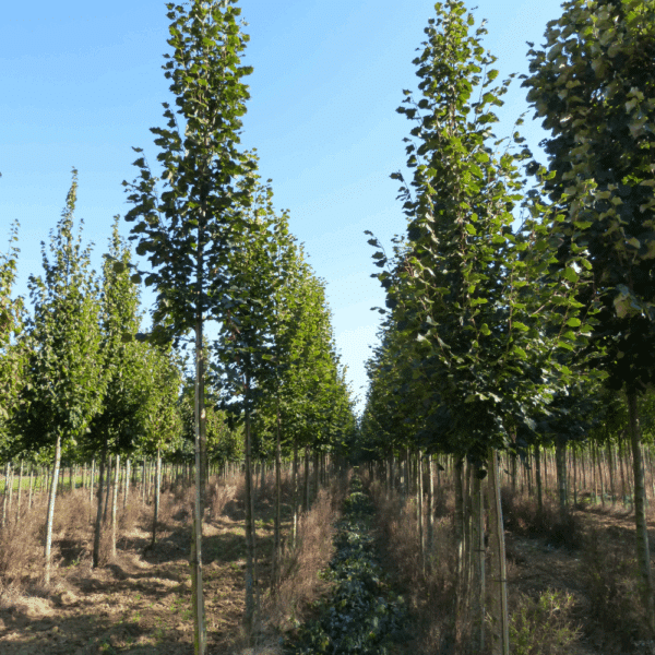 TILIA cordata 'Rancho' – Image 4