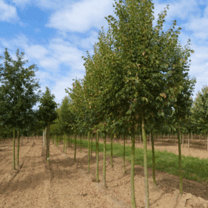 TILIA cordata 'Rancho'