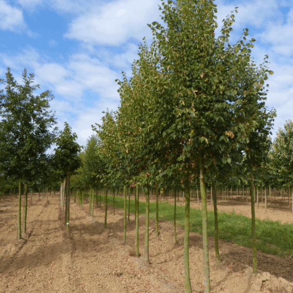 TILIA cordata 'Rancho'