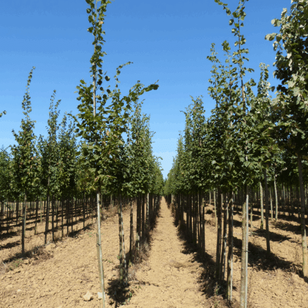 TILIA cordata 'Rancho' – Image 3