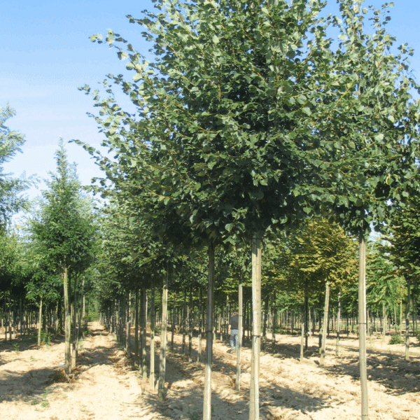 TILIA cordata 'Rancho' – Image 2