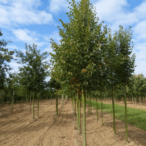 TILIA cordata 'Rancho' – Image 5