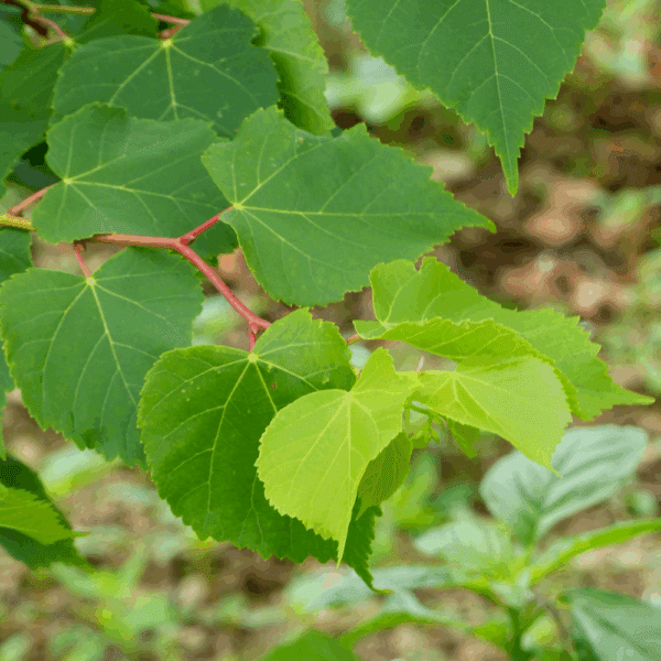 TILIA cordata 'Winter Orange' – Image 3