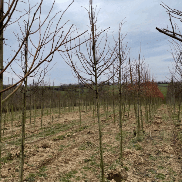 TILIA cordata 'Winter Orange' – Image 6