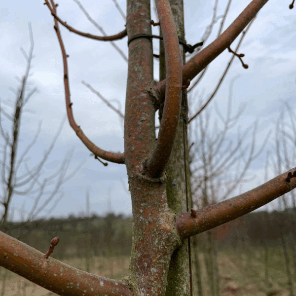 TILIA cordata 'Winter Orange' – Image 4