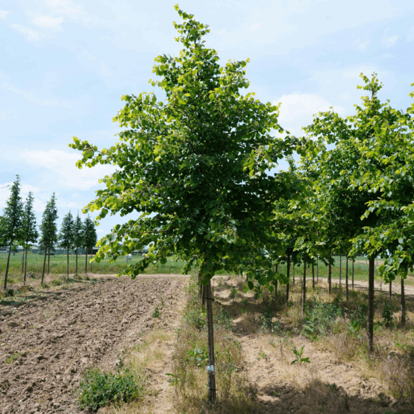 TILIA cordata 'Winter Orange' – Image 7