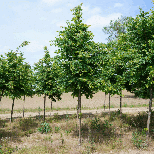 TILIA cordata 'Winter Orange' – Image 2