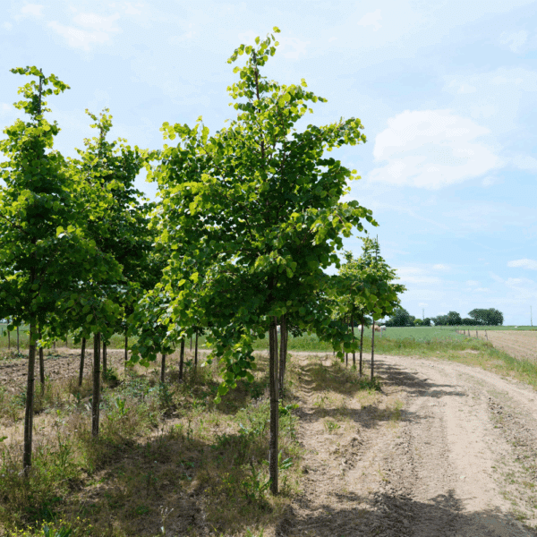 TILIA cordata 'Winter Orange' – Image 5