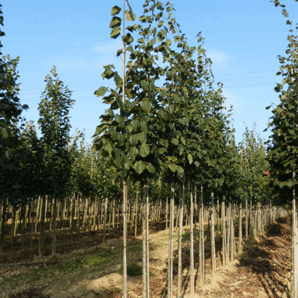 TILIA x flavescens 'Glenleven' – Image 2