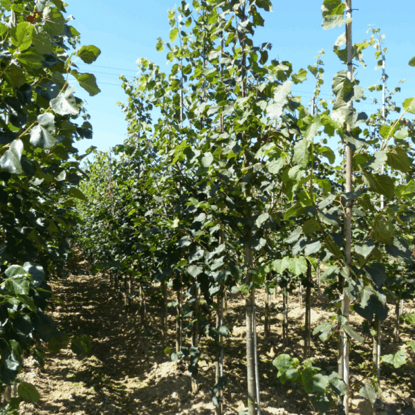 TILIA x flavescens 'Glenleven' – Image 3