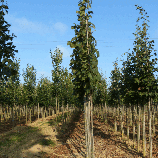 TILIA x flavescens 'Glenleven' – Image 4