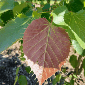 TILIA henryana