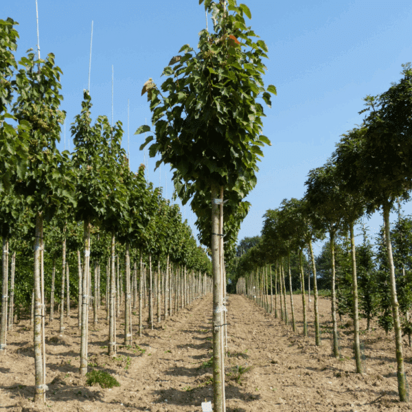 TILIA henryana – Image 7