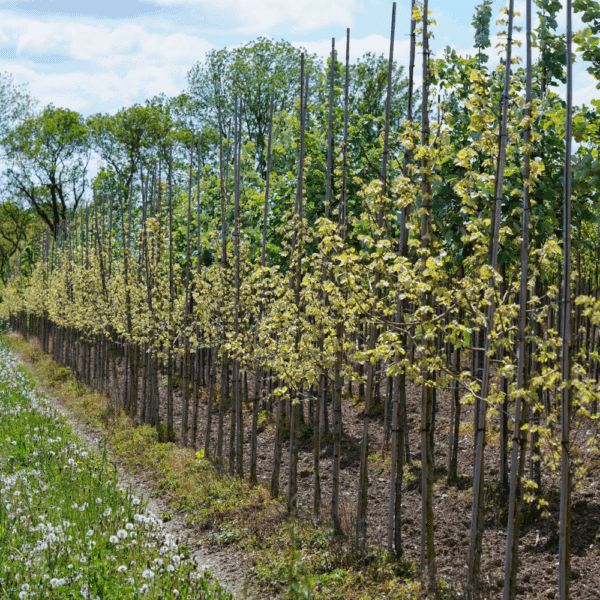 TILIA henryana – Image 6