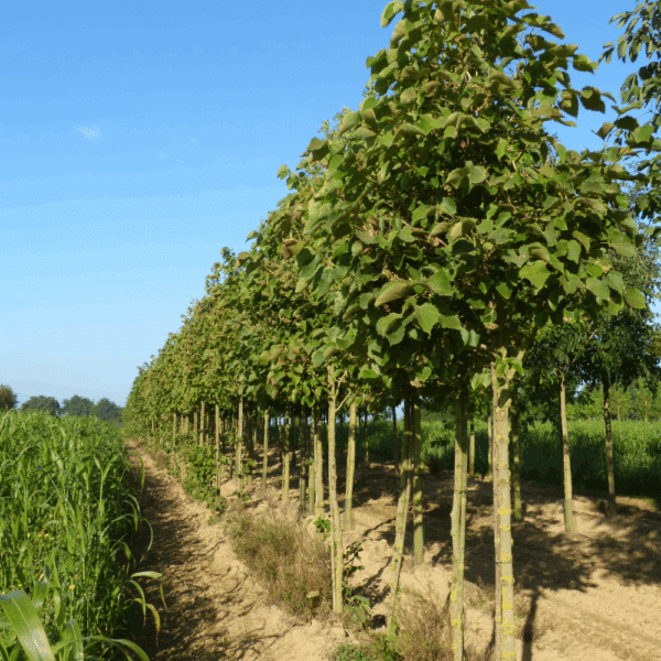 TILIA henryana – Image 3