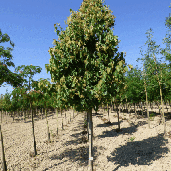 TILIA henryana – Image 5