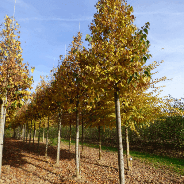 TILIA henryana – Image 2